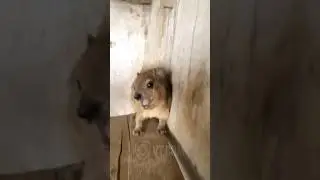 WHY WON&rsquo;T HE STOP SCREAMING AT ME? 😡🤯