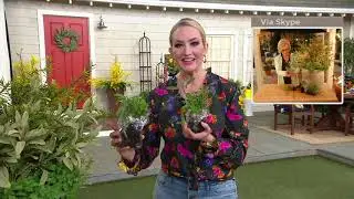 Barbara King 6-Piece Herb Garden Live Plant Collection on QVC