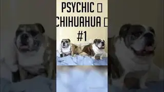 NORRI PSYCHIC 👀🐶CHIHUAHUA🐕  number 1  #fun 👉 Pen and paper advised 🖊📝