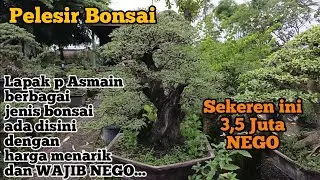Lapak p Asmain, berbagai jenis bonsai ada disini, dengan harga menarik dan WAJIB NEGO... 