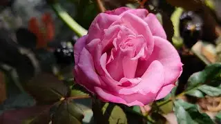 Flowers by Satya Live from my Balcony