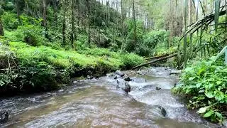 Support quiet breathing with calming river sound beneath forest daylight guiding deep breathing