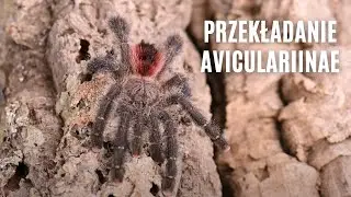 Aviculariinae w nowych domkach | arent.pl