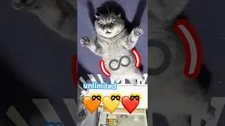 ♾️The number of poses by Bright is unlimited‼#viralvideo #cat #shorts#fyp #fypシ゚ #trending