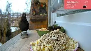 24.01. Vögel durch den Januar 🐦 Live-Naturmomente am Fenster