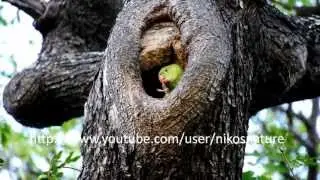 Curious Rose ringed parakeet baby in the nest cavity 