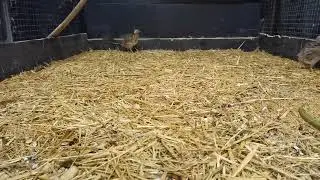 Quail at the Pet Rescue.