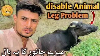 Disable Animal Leg Problem 🥹