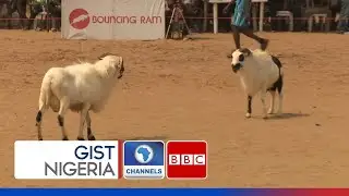 Ram Fighting In Nigeria
