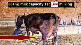 Top Breed cow live milking at ,55+Kg milk capacity 1st Live milking,dairy farming in india