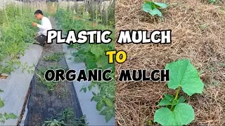 ORGANIC MULCHING
