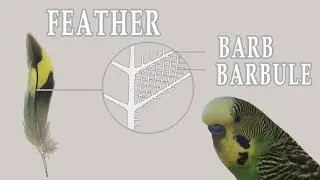 Budgie Feathers Structure Types and Importance - Feathers - Budgie Anatomy