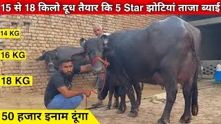 18 किलो दूध तैयार। 5 झोटियां सेल के लिए। (50 हजार का ईनाम) Naseeb Lodhar Dairy Farm.
