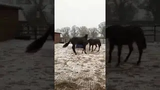 MUDCONTROL slabbed area with horses playing in the snow.
