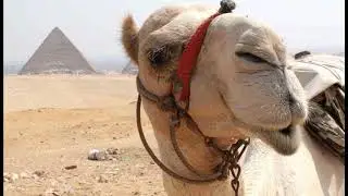 Clouds - Chained to a Dead Camel