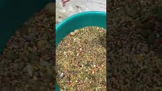 las semillas ch&iacute;a,quinoa auyama linaza ma&iacute;z.para agarponi