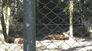 tigre simba safari