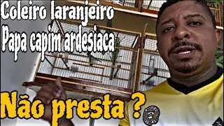 PORQUE OS PAPA CAPIM ARDESIACAS E OS COLEIROS LARANJEIROS NAO PRESTAM ? @manotom 