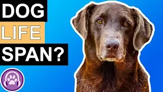 How Long Do Dogs Live?