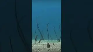 Sea Worms 🤪 What are these called? #sea #ocean #oceanlife #lol #nature #deepsea #kidsvideo #omg