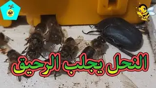 كيف نعرف بأن النحل بدء بجمع الرحيق دون الفتح على الخلية