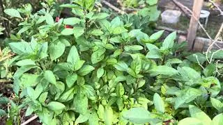 How to Grow Basil Without Seeds