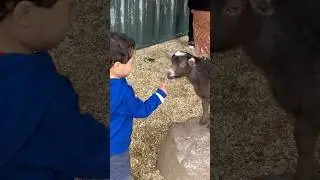 Goat adventure #funny #animals #goat