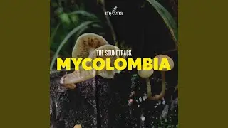 Mycena Media - Gran Jim Riente