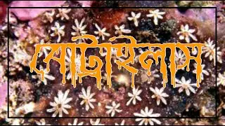 Botryllus II Botryllus schlosseri II Bengali Video II Bangla Video