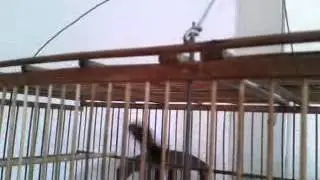 Bebutante no trato distroi