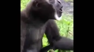 The Screaming Gibbon #gibbon #monkey #gibbonsound #shorts #shortsfeed #youtubeshorts #funnysound