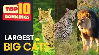 🐯 Top 10 LARGEST BIG CATS in the World - 2025 | Biggest Wild Cats Ranked from Smallest to Largest