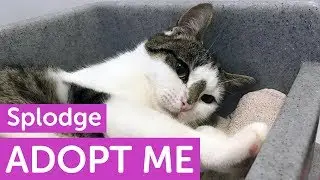 Adopt Splodge | Cats | The Mayhew