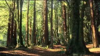 Wings of Life - TRAILER [HD]