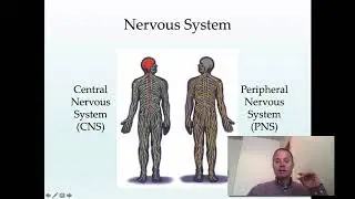 Nervous.Part.1-Asserson