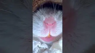 Hamster screaming 😮🐹 #hampter