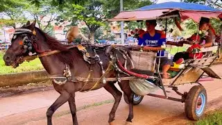 NAIK DELMAN ISTIMEWA - KALAU KAU SUKA HATI TEPUNG TANGAN - KUDA DELMAN - KUDA - NAIK KUDA COKLAT