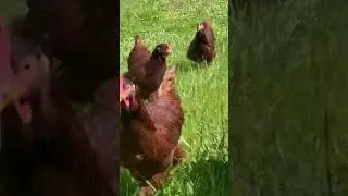Chicken model #chicken #funny #meme #shorts #smile