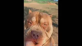 #bullylife 