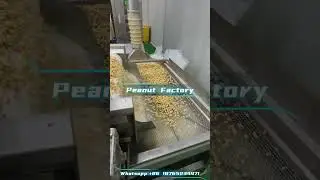 Chinese food factory,peanuts export to Europe.#factory #food #peanuts #europe