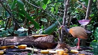Wood-Rail And Woodpecker Share The Panama Fruit Feeder &ndash; April 10, 2020