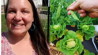 From Rescue to Feast: Saving Strawberries, Harvesting Fresh Vegetables for a Week From My Front Yard