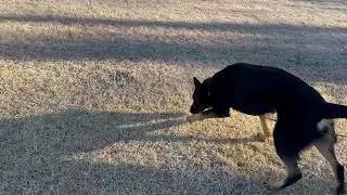 Tracking with Girl