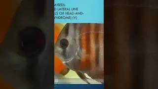HITH Discus disease. See link complete video. #fishdisease #discusfish