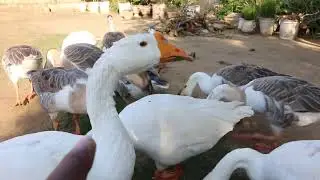 long neck duck male female difference