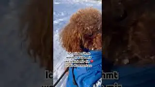Folge mir 😊🥰#hundeliebe #viralshort #toypoodle #pudel #pets #toypudel #hundefakten #spongebob