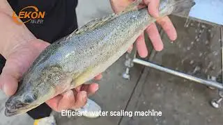 Fish Scaling Machine- Fish Descaler