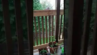 Storm without Warning-  Grandmother Blue Thunderbird Woman is disappointed in Rainbow Tribe.