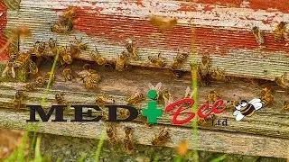 Medibee Youtube - MediBee The Journey Begins