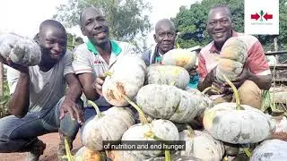 The pumpkin - what might seem a humble vegetable is actually packed with potential.